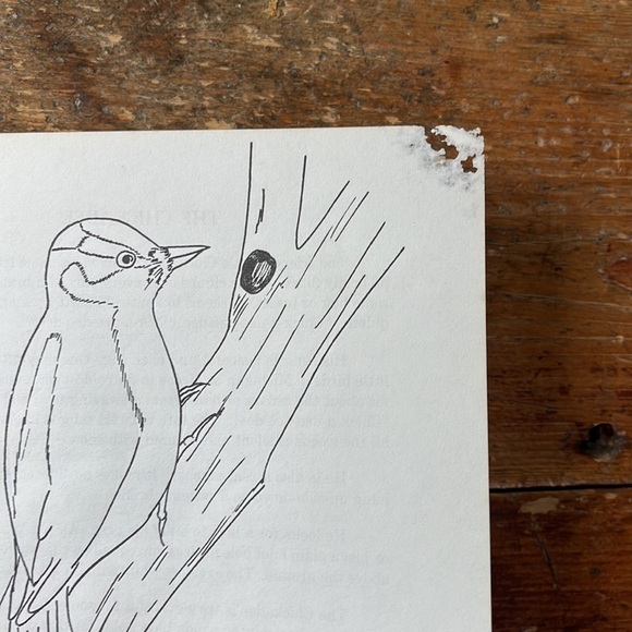 Birds To Know Vintage 60’s Colouring And Lesson Book - Picture 10 of 14